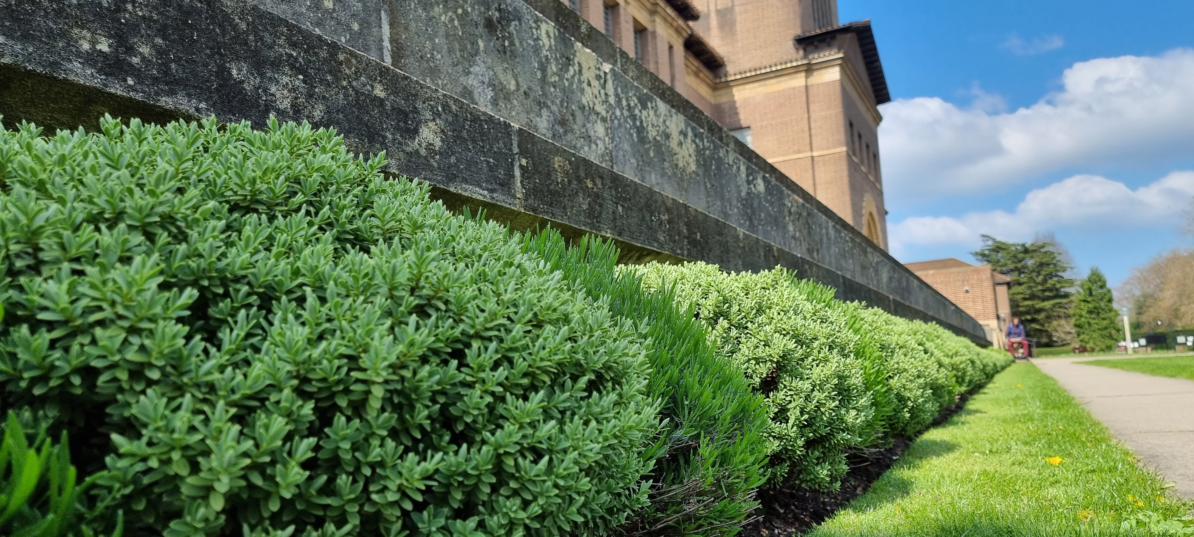 A row of green lavender shrubs recedes into the distance in front of the library entrance