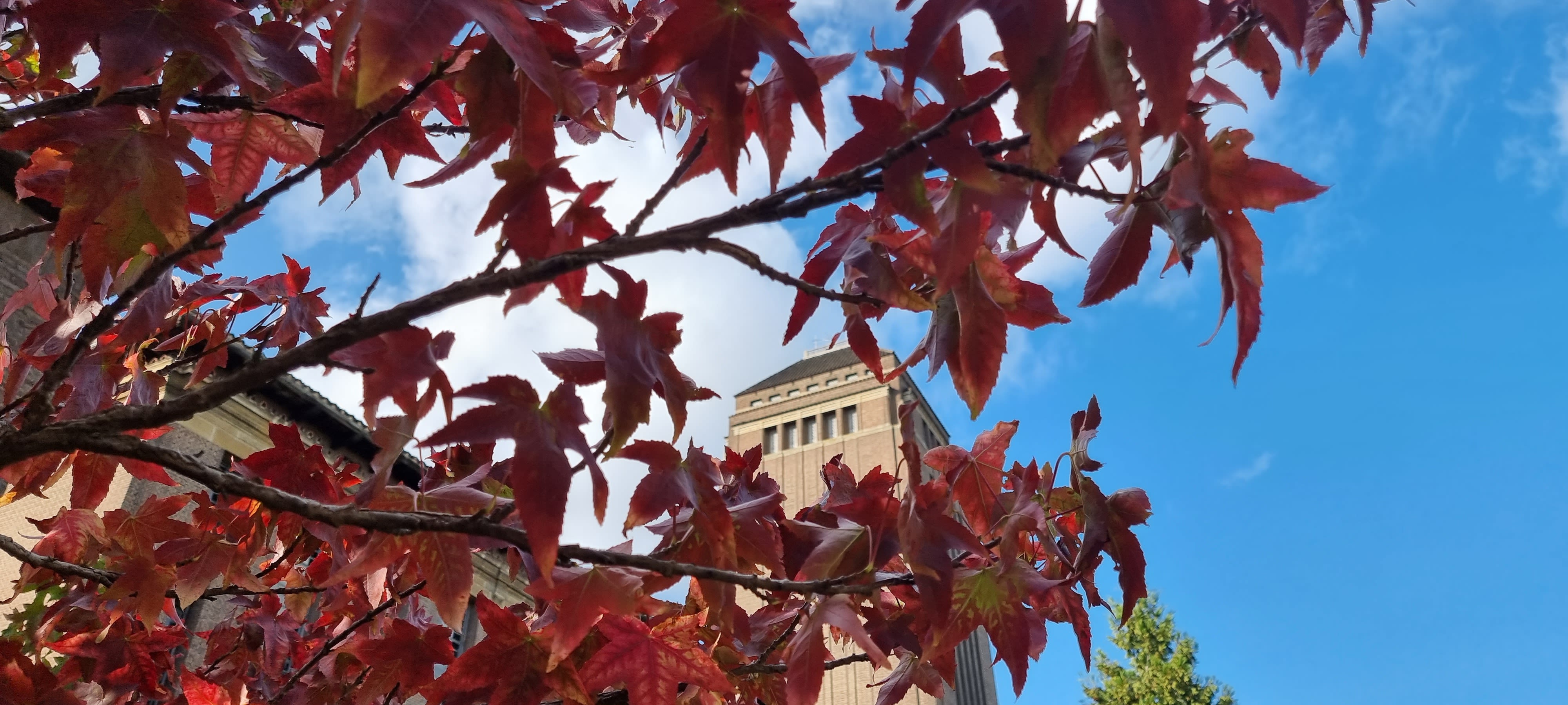The library tower stands against a blue sky behind red maple leaves 
