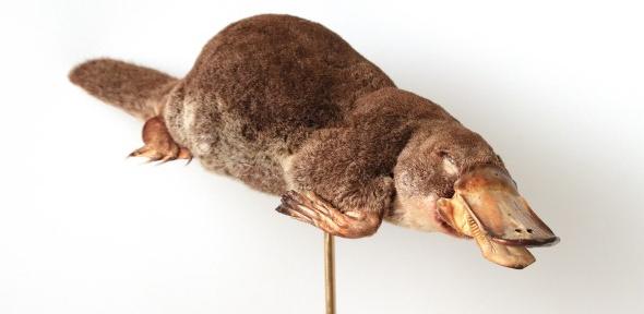 Platypus freeze dried specimen