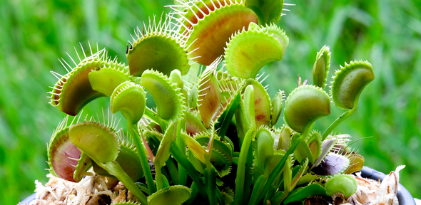 Image of insectivorous plant